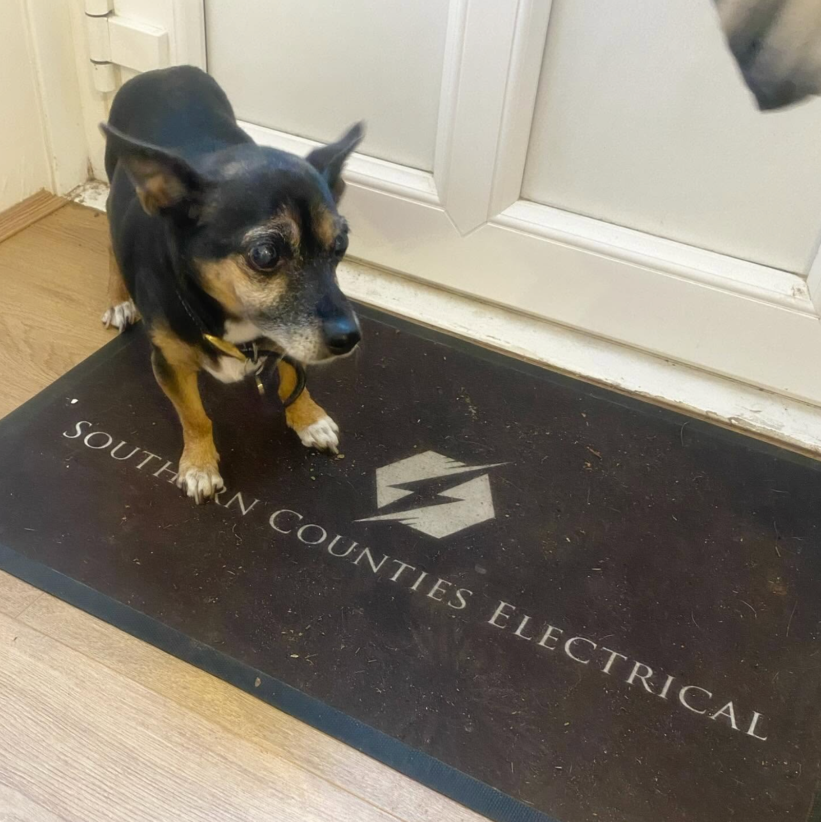 Screenshot 2026-10-07 at 16.28.57 Dog sitting on a Southern Counties Electrical branded mat